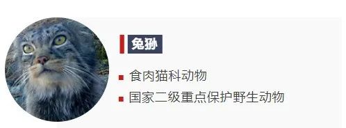猛禽也会“化妆”？揭秘祁连山的“动物名片”！
