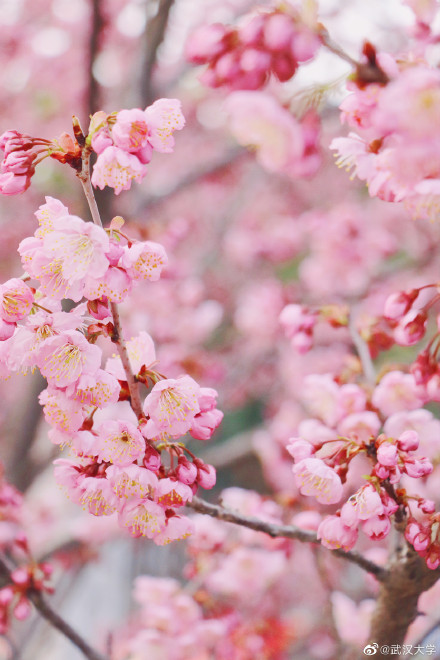 武汉大学官宣重新开放