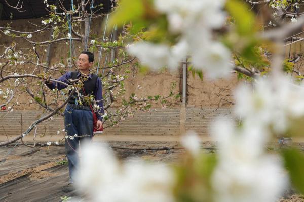 河北内丘:樱桃花开授粉忙 河北内丘:樱桃花开授粉忙