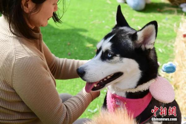 养猫or养狗？台湾民众这样选