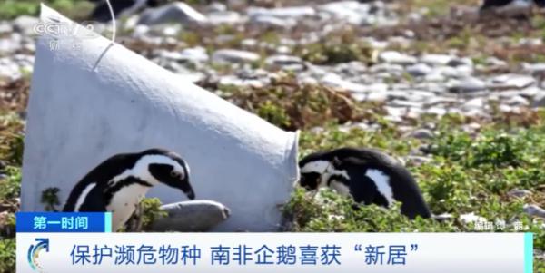保护濒危物种 南非企鹅喜获“新居”