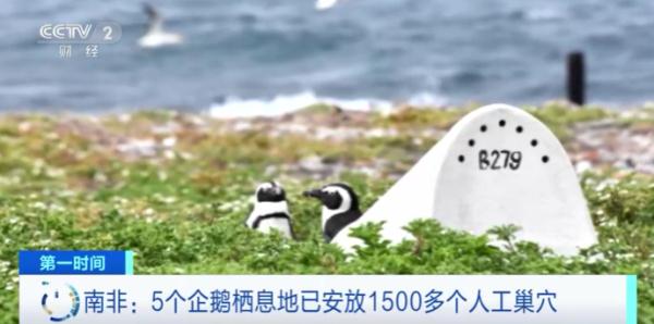 保护濒危物种 南非企鹅喜获“新居”