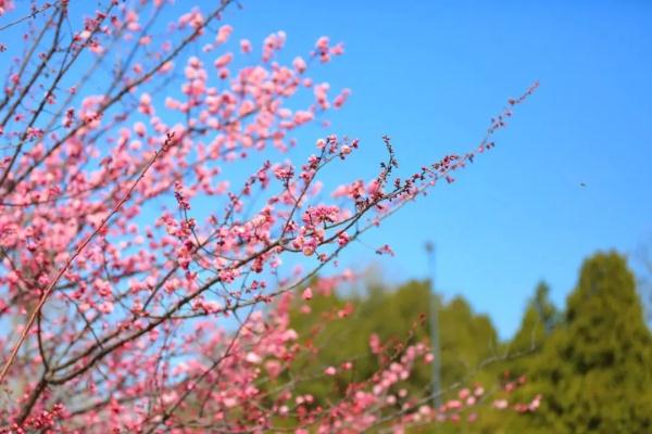 19℃！烟台气温“狂飙”！接下来的天气……