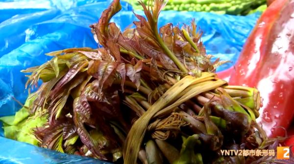 200元/公斤!应季香椿上市,尝鲜别买成“四季椿” 200元/公斤!应季香椿上市,尝鲜别买成“四季椿”