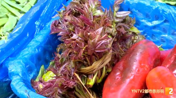 200元/公斤!应季香椿上市,尝鲜别买成“四季椿” 200元/公斤!应季香椿上市,尝鲜别买成“四季椿”