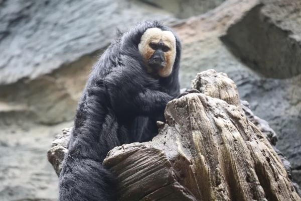 这猴长相“炸裂”?南京红山森林动物园回应! 这猴长相“炸裂”?南京红山森林动物园回应!