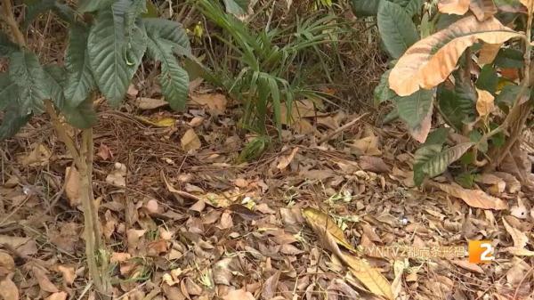 疑遭投毒,昆明一小区4只狗一夜暴毙!警方已介入调查 疑遭投毒,昆明一小区4只狗一夜暴毙!警方已介入调查