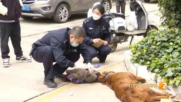 疑遭投毒,昆明一小区4只狗一夜暴毙!警方已介入调查 疑遭投毒,昆明一小区4只狗一夜暴毙!警方已介入调查