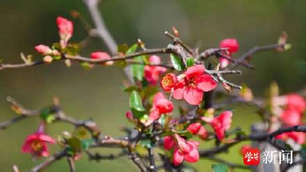 南京莫愁湖报春海棠开了