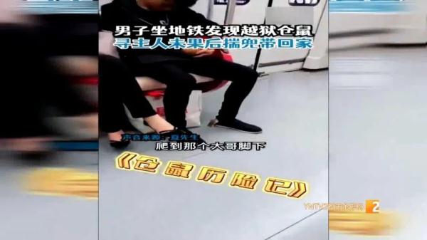 坐地铁竟然遇上仓鼠车厢内乱窜还爬脚！这是啥情况？