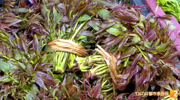 200元/公斤!应季香椿上市,尝鲜别买成“四季椿” 200元/公斤!应季香椿上市,尝鲜别买成“四季椿”