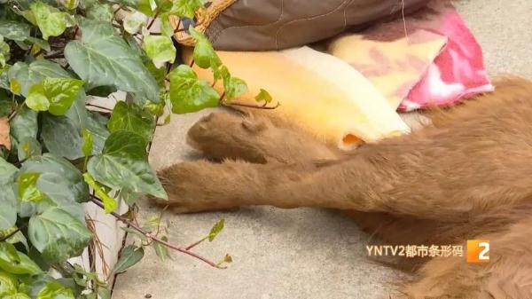 疑遭投毒,昆明一小区4只狗一夜暴毙!警方已介入调查 疑遭投毒,昆明一小区4只狗一夜暴毙!警方已介入调查