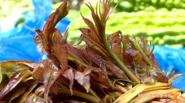 200元/公斤!应季香椿上市,尝鲜别买成“四季椿” 200元/公斤!应季香椿上市,尝鲜别买成“四季椿”