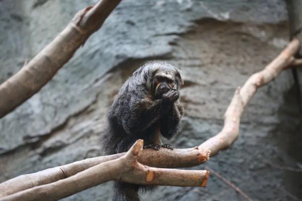 这猴长相“炸裂”?南京红山森林动物园回应! 这猴长相“炸裂”?南京红山森林动物园回应!