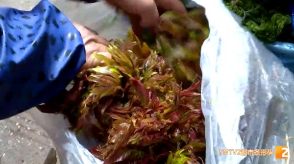 200元/公斤!应季香椿上市,尝鲜别买成“四季椿” 200元/公斤!应季香椿上市,尝鲜别买成“四季椿”