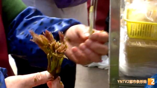 200元/公斤!应季香椿上市,尝鲜别买成“四季椿” 200元/公斤!应季香椿上市,尝鲜别买成“四季椿”