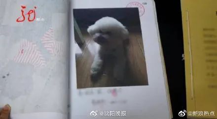 疑遭投毒,昆明一小区4只狗一夜暴毙!警方已介入调查 疑遭投毒,昆明一小区4只狗一夜暴毙!警方已介入调查