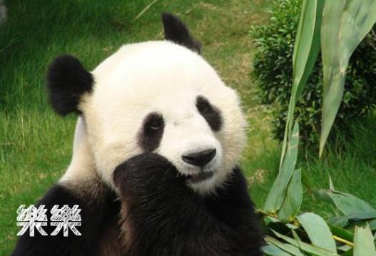 拯救脸盲！听说你认不出大熊猫的脸？