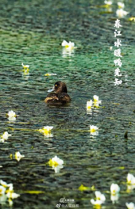 “加油鸭”!春江水暖鸭先知现实版 “加油鸭”!春江水暖鸭先知现实版