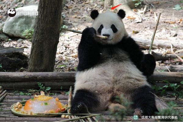 拯救脸盲！听说你认不出大熊猫的脸？
