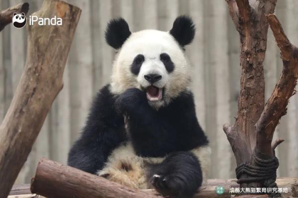 拯救脸盲！听说你认不出大熊猫的脸？