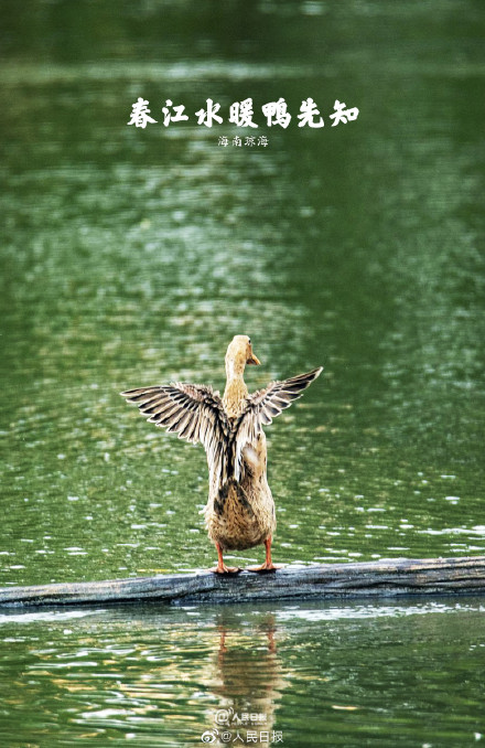 “加油鸭”!春江水暖鸭先知现实版 “加油鸭”!春江水暖鸭先知现实版