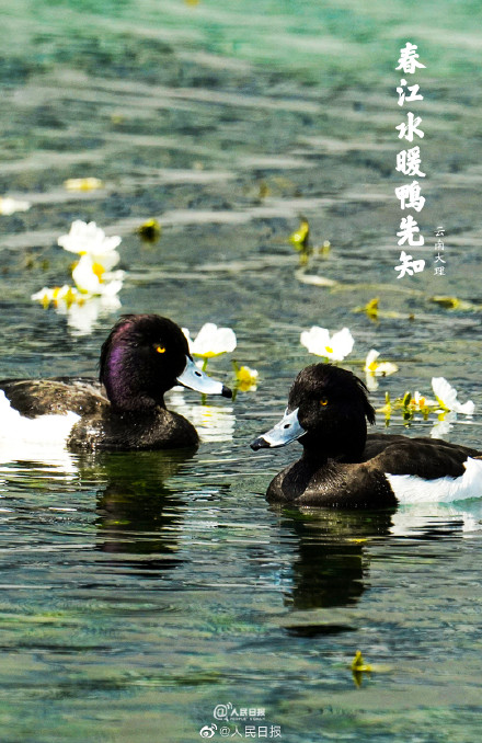 “加油鸭”!春江水暖鸭先知现实版 “加油鸭”!春江水暖鸭先知现实版