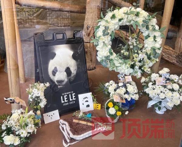 最新!“丫丫”身体状况评估完毕 最新!“丫丫”身体状况评估完毕