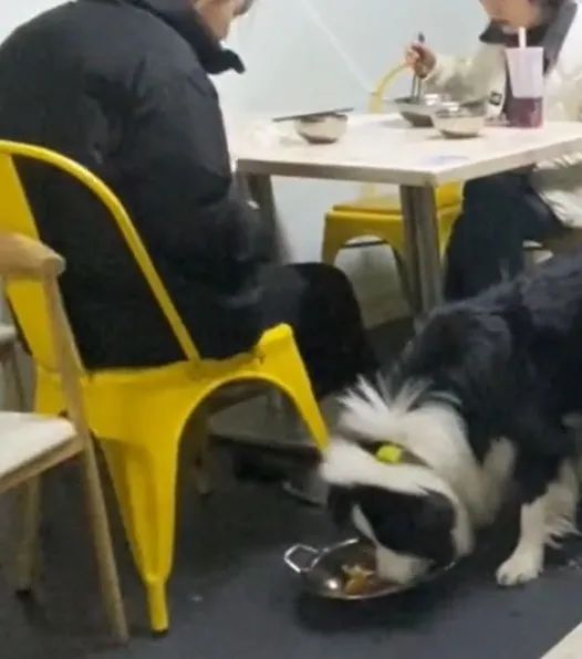 女子将饭店餐锅放地上喂狗，老板当场让其买下，网友……