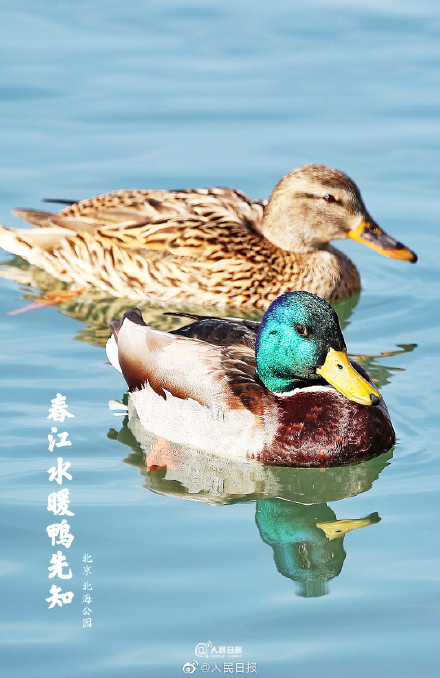 “加油鸭”!春江水暖鸭先知现实版 “加油鸭”!春江水暖鸭先知现实版