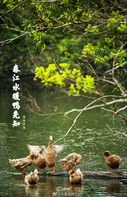 “加油鸭”!春江水暖鸭先知现实版 “加油鸭”!春江水暖鸭先知现实版