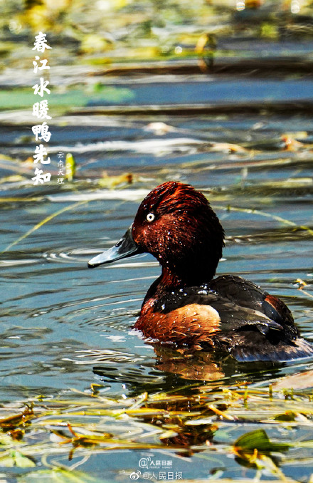 “加油鸭”!春江水暖鸭先知现实版 “加油鸭”!春江水暖鸭先知现实版