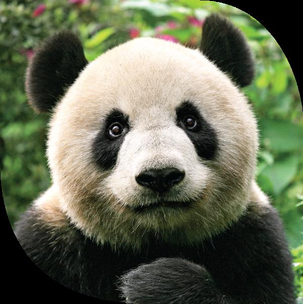 拯救脸盲！听说你认不出大熊猫的脸？