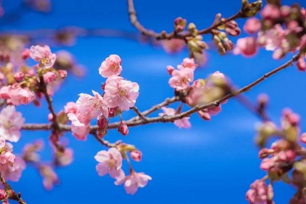告别2月,冲刺入春!上海明后天降温+小雨后,气温将一路拉高至2字头 告别2月,冲刺入春!上海明后天降温+小雨后,气温将一路拉高至2字头