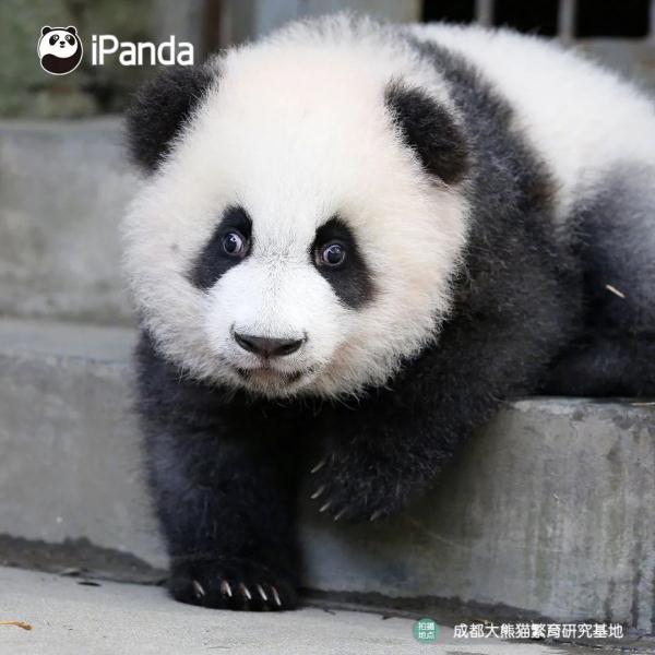 拯救脸盲！听说你认不出大熊猫的脸？