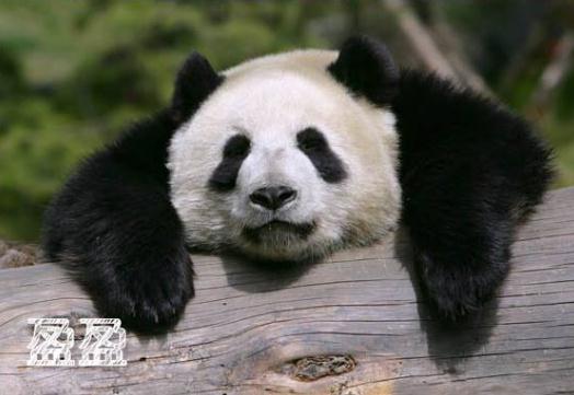 拯救脸盲！听说你认不出大熊猫的脸？
