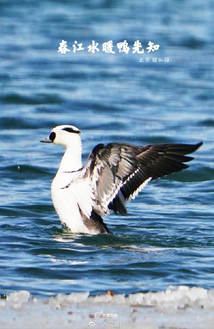 “加油鸭”!春江水暖鸭先知现实版 “加油鸭”!春江水暖鸭先知现实版