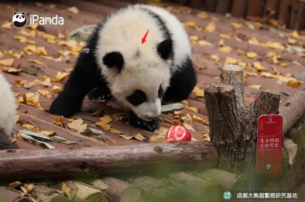 拯救脸盲！听说你认不出大熊猫的脸？