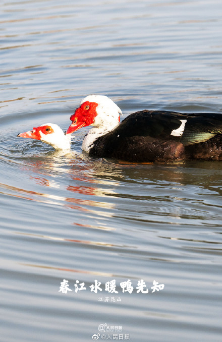 “加油鸭”!春江水暖鸭先知现实版 “加油鸭”!春江水暖鸭先知现实版