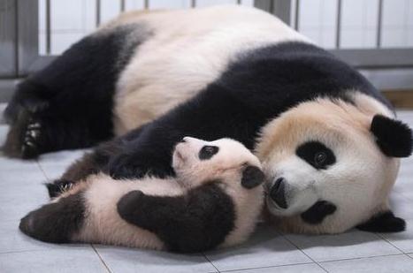 最新!“丫丫”身体状况评估完毕 最新!“丫丫”身体状况评估完毕