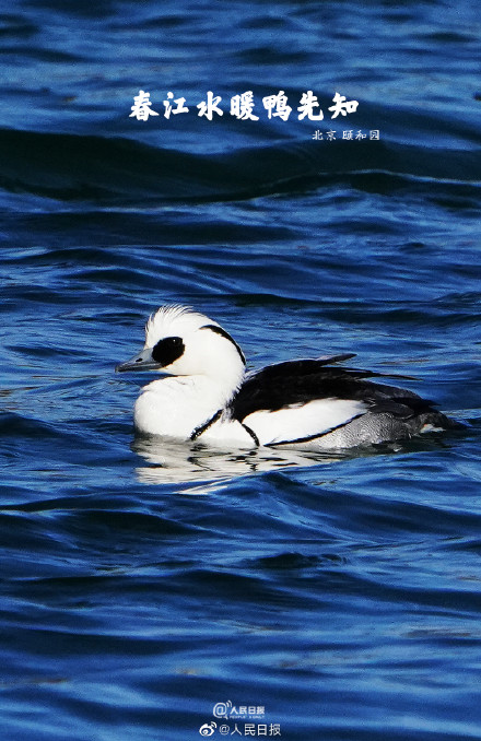 “加油鸭”!春江水暖鸭先知现实版 “加油鸭”!春江水暖鸭先知现实版