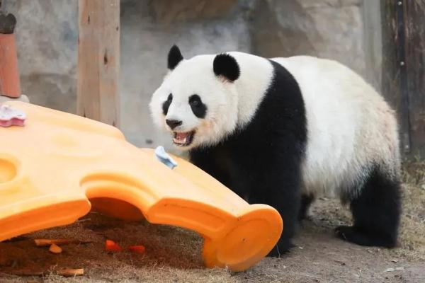 网红大熊猫在上海三甲医院做CT？是真的，还要动手术！