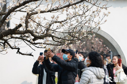 气温回升,南京玄武湖公园樱花绽放 气温回升,南京玄武湖公园樱花绽放