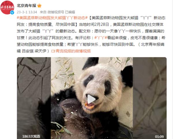 孟菲斯动物园发大熊猫“丫丫”新动态， 网友：希望提高食物质量、尽快回中国