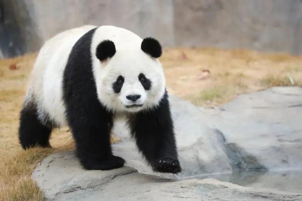 网红大熊猫在上海三甲医院做CT？是真的，还要动手术！