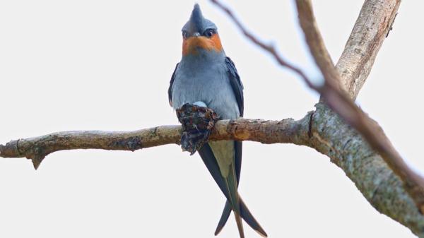 云南盈江:筑“最小鸟巢”的凤头雨燕进入繁殖期 云南盈江:筑“最小鸟巢”的凤头雨燕进入繁殖期