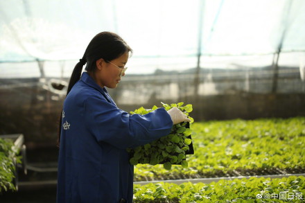 90后女大学生回乡做育苗人