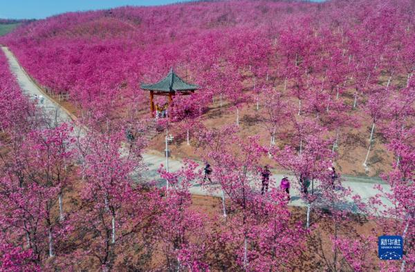 云南宜良：樱花烂漫 灿若云霞