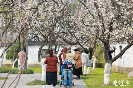 气温回升,南京玄武湖公园樱花绽放 气温回升,南京玄武湖公园樱花绽放