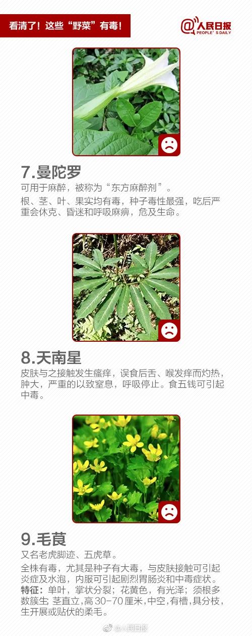 春天到了，不少人沉迷挖野菜？当心中毒！